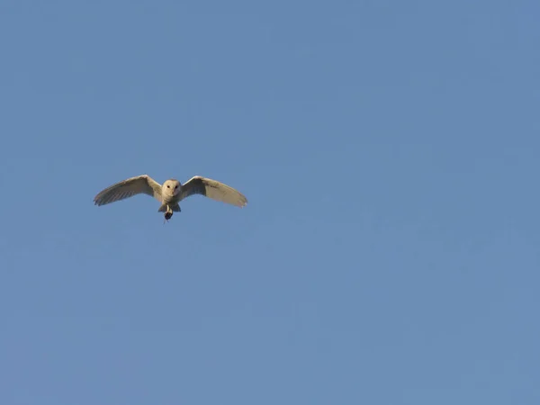 バーンフクロウ, Tyto alba — ストック写真