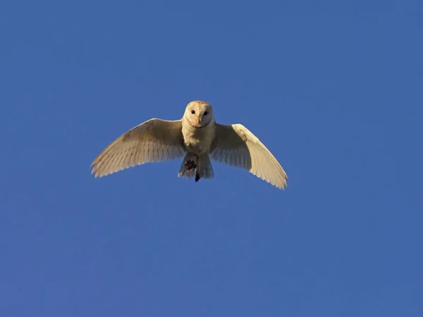 Schleiereule, Tyto alba — Stockfoto