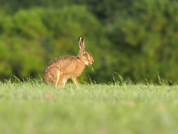 European brown hare, Lepus europaeus — Stock Photo, Image