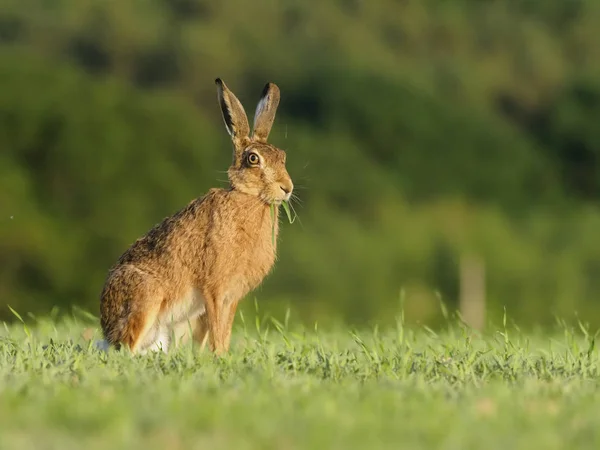 欧洲的棕色野兔，天兔座 europaeus — 图库照片