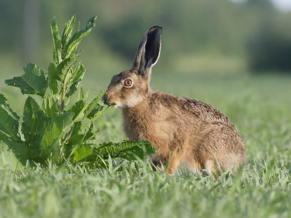 Avrupa kahverengi tavşan, tavşan europaeus — Stok fotoğraf