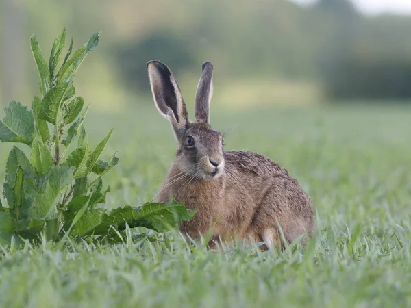 Lebre castanha europeia, lepus europaeus — Fotografia de Stock