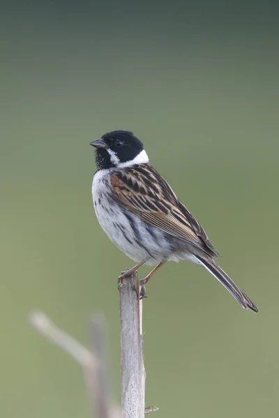 Wspólne potrzos, Emberiza schoeniclus — Zdjęcie stockowe