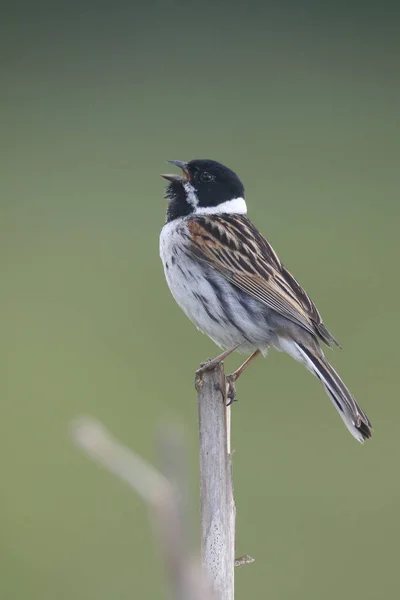 Bunting caña común, Emberiza schoeniclus —  Fotos de Stock