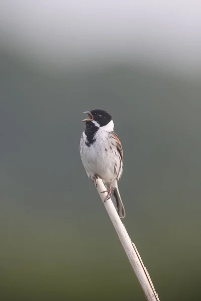 Ortak reed kiraz kuşu, Emberiza schoeniclus — Stok fotoğraf