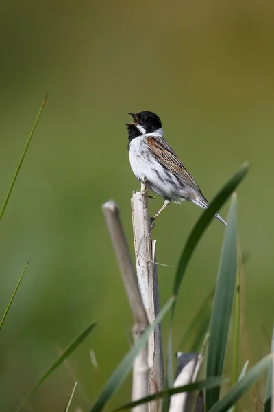 Reed bunting comune, Emberiza schoeniclus — Foto Stock