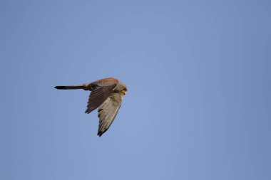 Küçük kerkenez, falco naumanni