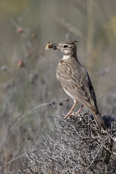 Dzierlatka zwyczajna, alerida cristata — Zdjęcie stockowe