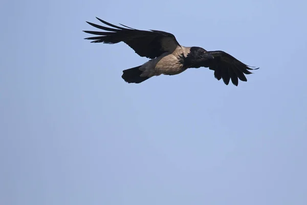 Hooded Crow, Corvus cornicx — Stockfoto