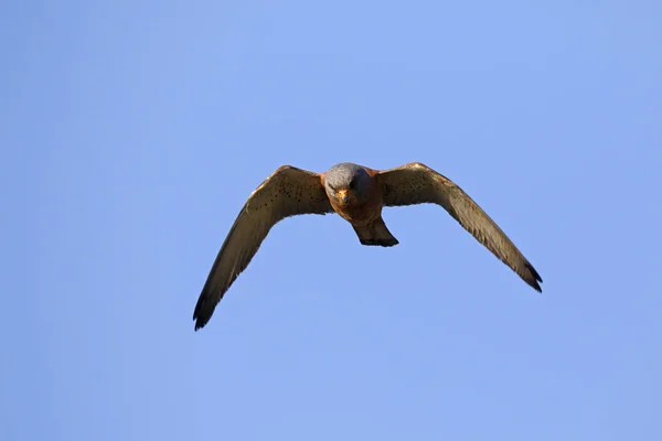 Menos kestrel, Falco naumanni — Fotografia de Stock