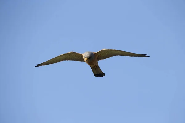 Menos kestrel, Falco naumanni — Fotografia de Stock