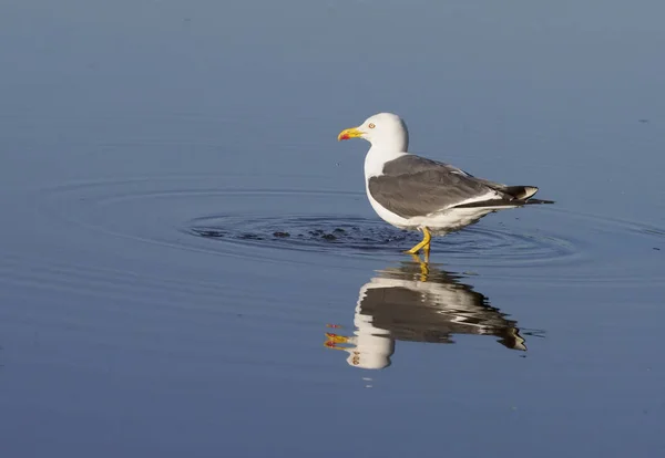 Menší černá couval Racek, larus fuscus — Stock fotografie