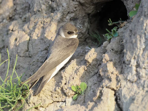 Sand martin, Riparia riparia — Stock Photo, Image