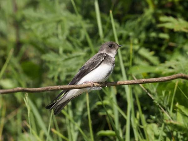 Sand martin, Riparia riparia — Stockfoto