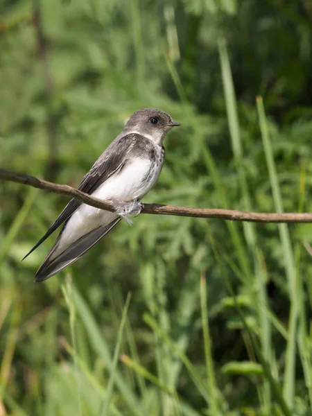 Sandmartin, Riparia riparia — Stockfoto