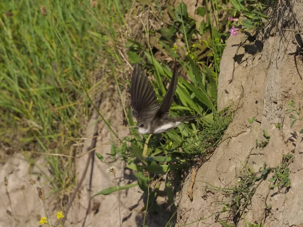 Sand Martin, Riparia riparia — Foto Stock