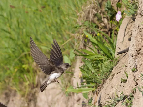 Sand Martin, Riparia riparia — Foto Stock