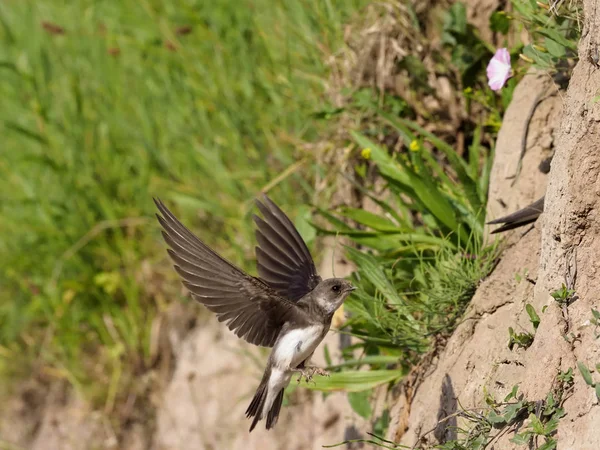 Sand martin, Riparia riparia — Stockfoto