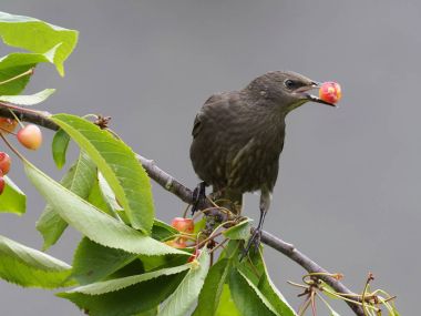Starling, sturnus vulgaris,