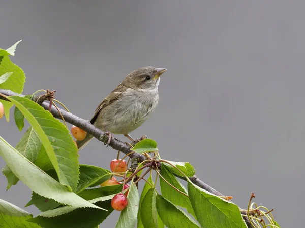 Горобець хатній перехожий domesticus — стокове фото