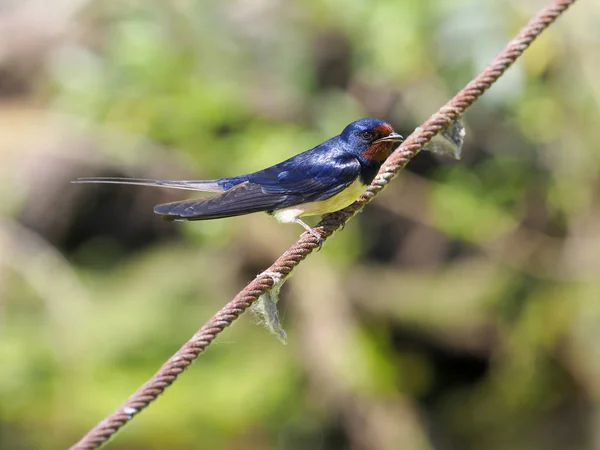 Golondrina de granero, Hirundo rustica —  Fotos de Stock