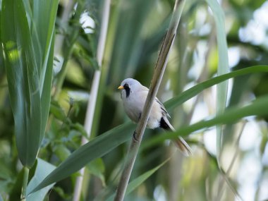 Sakallı baştankara veya baştankara, Panurus biarmicus