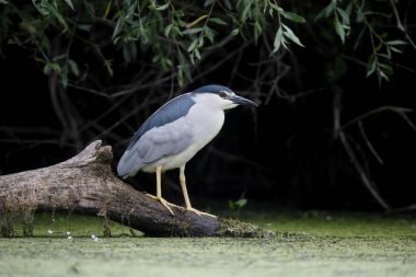 gece balıkçılı, nycticorax nycticorax kara tepeli