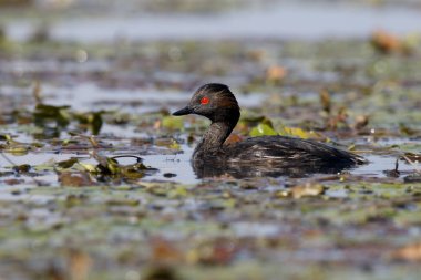 Siyah boyunlu yunus, Podiceps nigricollis