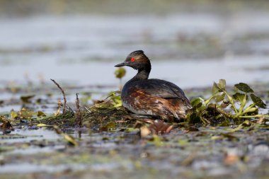 Siyah boyunlu yunus, Podiceps nigricollis