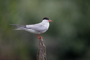 Yaygın Tern, Sterna hirundo  