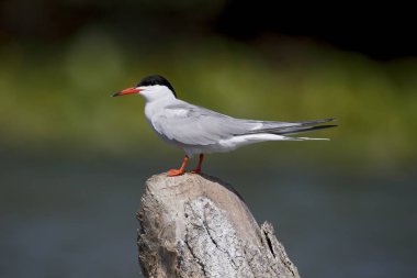 Yaygın Tern, Sterna hirundo  