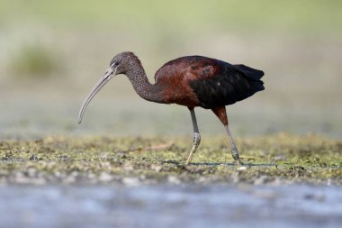 parlak Ibis, plegadis falcinellus 