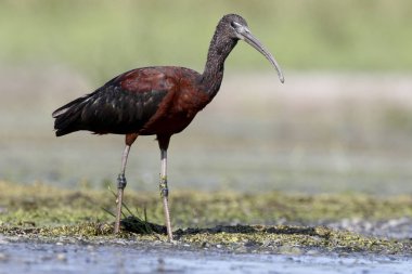 parlak Ibis, plegadis falcinellus 