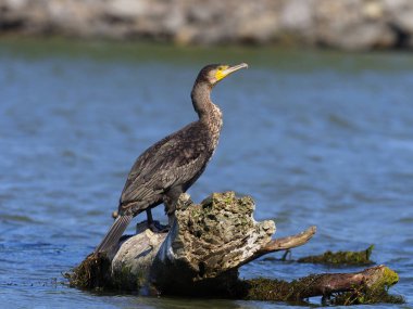 Büyük Karabatak, Phalacrocorax karbonhidrat 