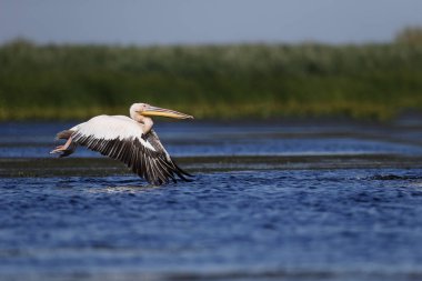 Büyük beyaz-Pelikan, Pelecanus onocrotalus   