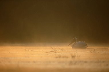 Büyük beyaz-Pelikan, Pelecanus onocrotalus   