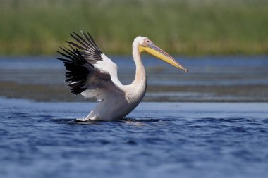 Büyük beyaz-Pelikan, Pelecanus onocrotalus   
