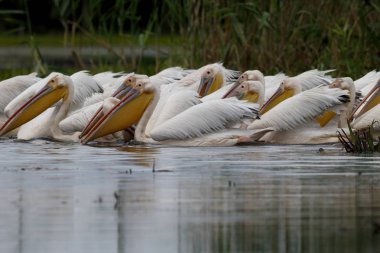 Büyük beyaz-Pelikan, Pelecanus onocrotalus   