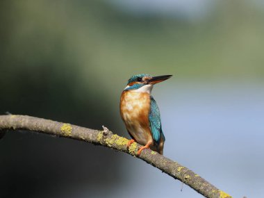 yalıçapkını, alcedo şuna