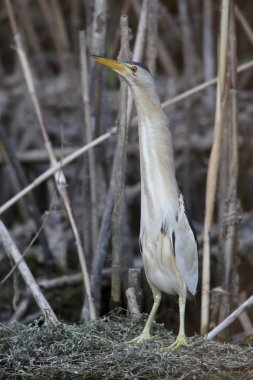 Küçük Balaban, Ixobrychus sylviella   
