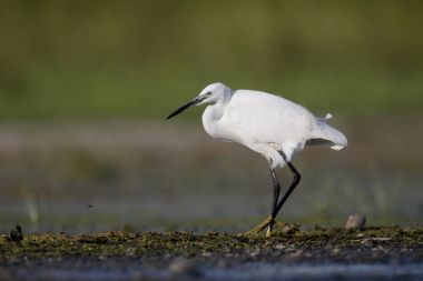 Küçük ak balıkçıl, egretta garzetta     