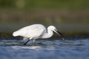Küçük ak balıkçıl, egretta garzetta     