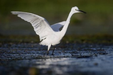 Küçük ak balıkçıl, egretta garzetta     