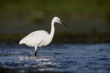 Küçük ak balıkçıl, egretta garzetta     