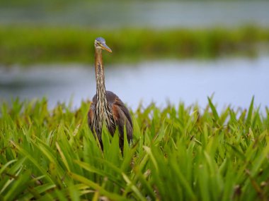 Mor balıkçıl, Ardea purpurea     