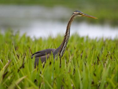 Mor balıkçıl, Ardea purpurea     