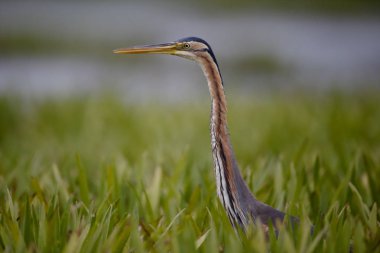 Mor balıkçıl, Ardea purpurea     