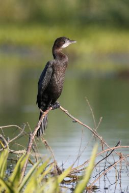Küçük karabatak Phalacrocorax pygmeus 