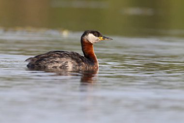 Kırmızı boyunlu Grebe, Podiceps grisegena  