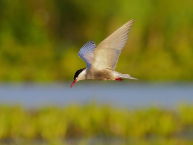 Bıyıklı sumru, chlidonias hybridus  